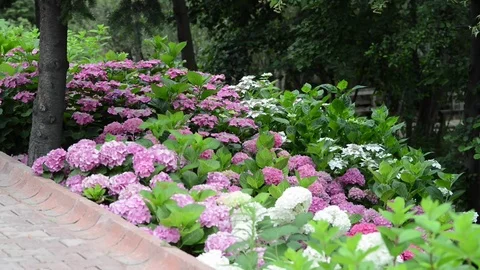 KEN 3135 動画素材 76778727