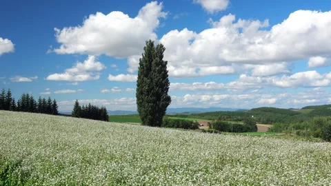 Ken and Mary's Tree and Buckwheat Flowers 库存影片 332272124