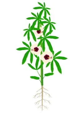 Kenaf plant also called Java Jute Deccan Hemp Hibiscus cannabinus Stock Illustration