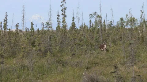 Kenai Peninsula, Alaska Stock Footage 137452069