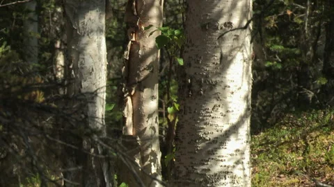 Kenai Peninsula, Alaska Stock Footage 137453598