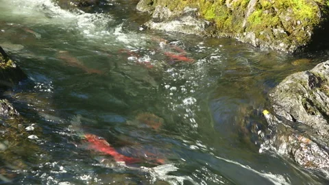 Kenai Peninsula, Alaska Stock Footage 137456857