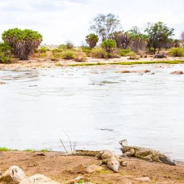 Kenian crocodiles Stock Photos