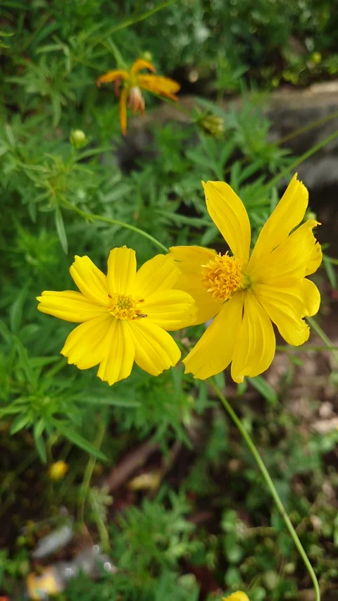 Kenikir flower Stock Footage 209558751