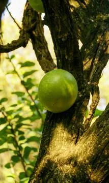 Kenitu fruit Stock Photos