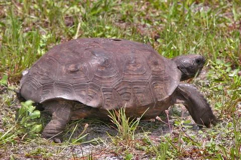 KENNEDY SPACE CENTER, FLA. - This gopher tortoise eats its way Stock Photos