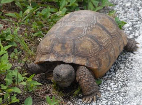 KENNEDY SPACE CENTER, FLA. --  A gopher tortoise searches for food at the e.. Stock Photos
