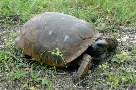 KENNEDY SPACE CENTER, FLA. -   A gopher tortoise makes its way down the hil.. Stock Photos
