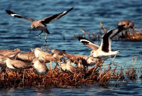 KENNEDY SPACE CENTER, FLA. -- A pair of willets soars to a landing among a .. Stock Photos