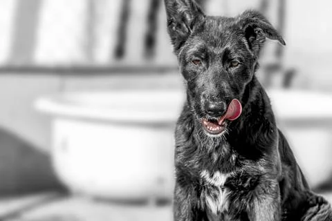 Kennel dog training, puppies in active play, dog curiosity, cute black sheepdogs Stock Photos