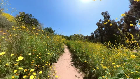 Kenneth Hahn Park Super Bloom on Trail Cycling Front View 02 Los Angeles Stock Footage 301483378