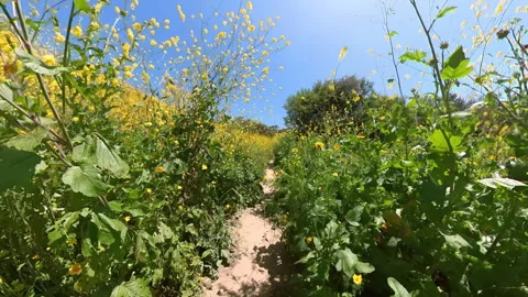 Kenneth Hahn Park Super Bloom on Trail Cycling Front View 03 Los Angeles Stock Footage 324752148
