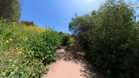 Kenneth Hahn Park Super Bloom on Trail Cycling Front View 04 Los Angeles Stock Footage 335736660