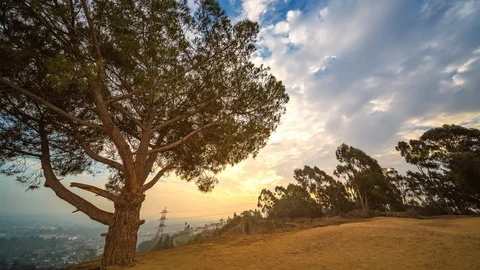 Kenneth Park Hill Top Tree Time-lapse in Los Angeles Stock Footage 99786204
