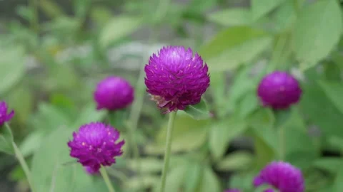 Kenop Video stock 171127066