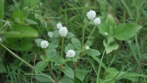 Kenop young Video stock 171127069