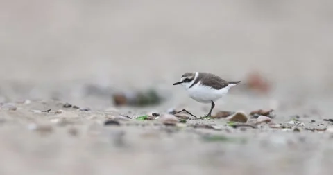 Kenstih plover bird feeds on the beach Stock Footage 302756409