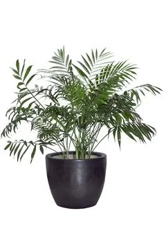 Kentia Palm Tree grey in pot. Houseplant isolated on white background Stock Photos