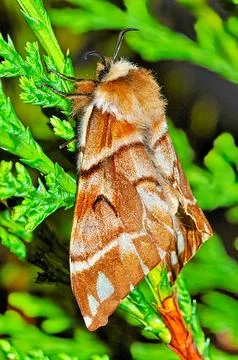 Kentish Glory Moth Stock Photos