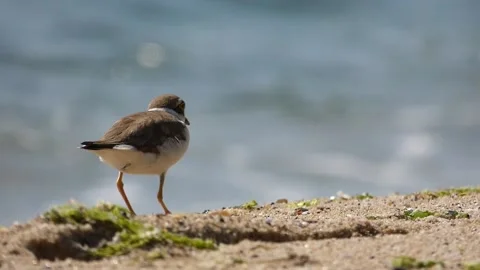 Kentish plover on the beach Stock Footage 218628738