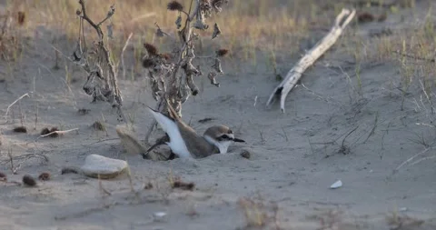 The kentish plover bird digs a hole to use as a nest Stock Footage 302757501