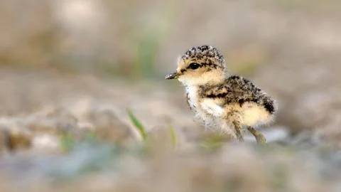 Kentish plover chick Stock Photos