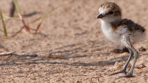 Kentish plover 스톡 동영상 126999350