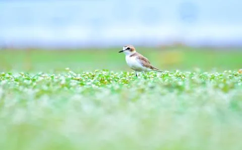 Kentish plover Foto stock