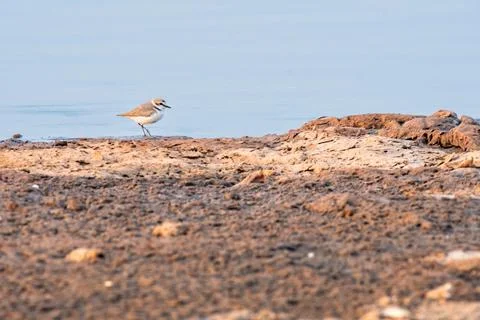Kentish Plover Stock Photos