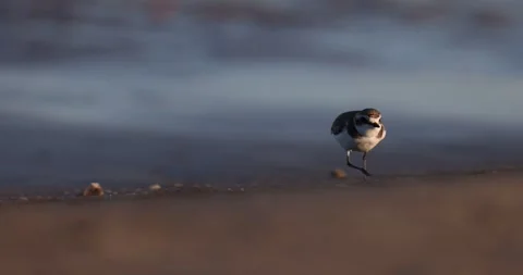 Kentish plover runs on the beach Stock Footage 302751076