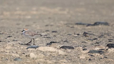 Kentish Plover Walking on Sandy Ground Stock Footage 333584653