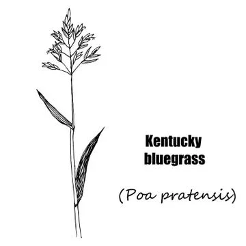 Kentucky bluegrass 스톡 일러스트