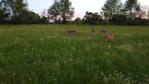 Kentucky Deer Circle 1 Stock Footage 210785062