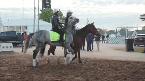 Kentucky Derby 151 contender Final Gambit walks the track during early morning Stock Footage 311981938