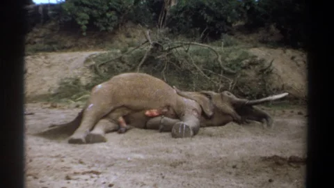 KENYA-1969: An Elephant Lying Dead While Other Animals Stand By And Look At It Stock Footage 122662872