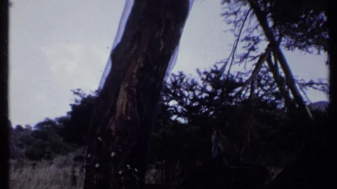 KENYA-1969: A Monkey Climbs A Tree And Then Pauses To Eat Something From The Stock Footage 125063786
