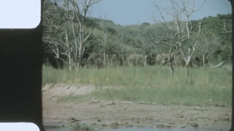 Kenya 1970s, Forest view with trees and grass Stock Footage 313781026