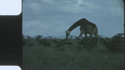 Kenya 1970s, Group of giraffes view in park Stock Footage 313782849
