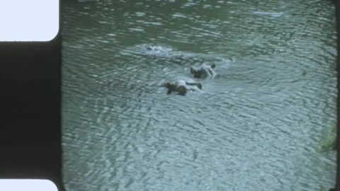 Kenya 1970s, Group of hippos view in river Stock Footage 313782831