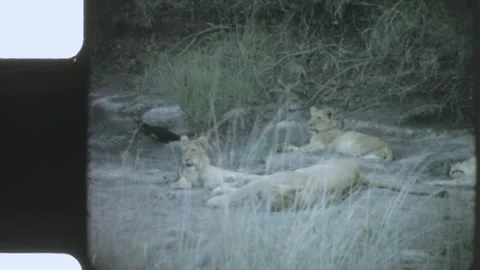 Kenya 1970s, Group of lions view in a national park Stock Footage 313782848