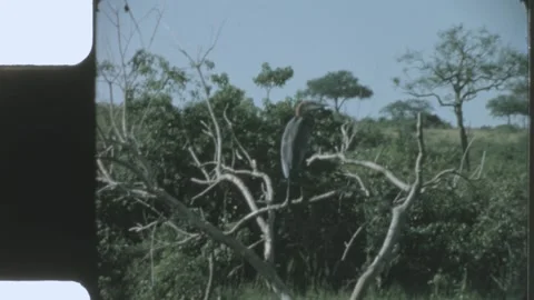 Kenya 1970s, Overall view of a forest with trees Видео 313781160