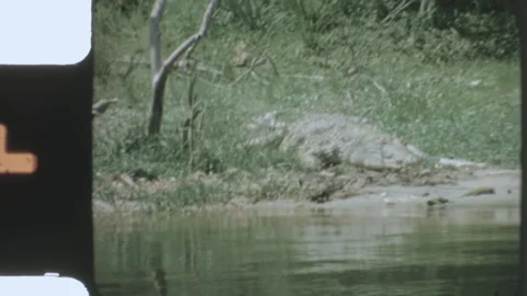 Kenya 1970s, View of crocodiles in forest river Stock Footage 313781141
