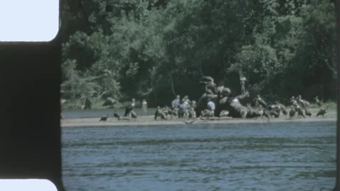 Kenya 1970s, View of a large group of birds, including vultures Видео 313781087