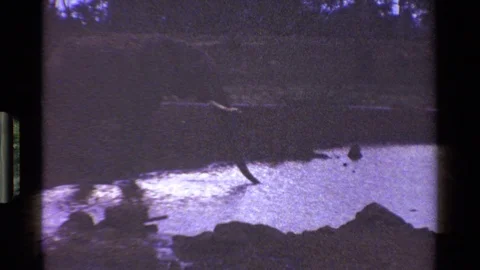KENYA-1983: An Elephant Drinking From Water At Twilight In Vintage 8mm Film Stockbeeldmateriaal 122987192