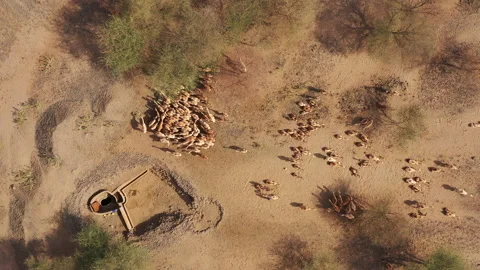 KENYA - AERIAL OF GROUP OF CAMEL DRINKING FROM ABOVE Video stock 202901051