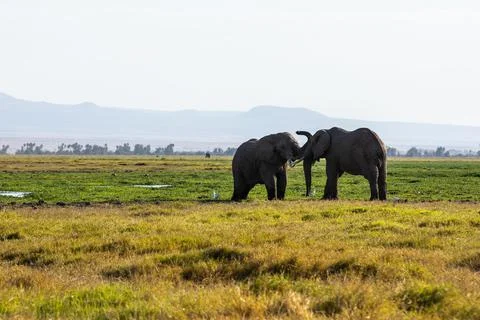 KENYA - AUGUST 16, 2018: Two elephants in Amboseli National Park Stock Photos