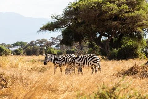 KENYA - AUGUST 16, 2018: Two zebras in Amboseli National Park Stock Photos