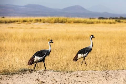 KENYA - AUGUST 16, 2018: Two birds are passing by the road in Amboseli Foto stock