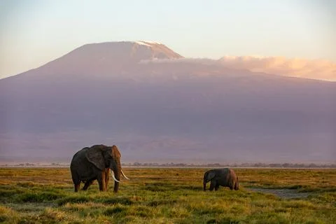 KENYA - AUGUST 16, 2018: Two elephants in front of Kilimanjaro in Amboseli Stock Photos
