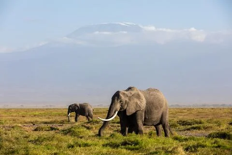 KENYA - AUGUST 16, 2018: Two elephants in Amboseli National Park Stock Photos